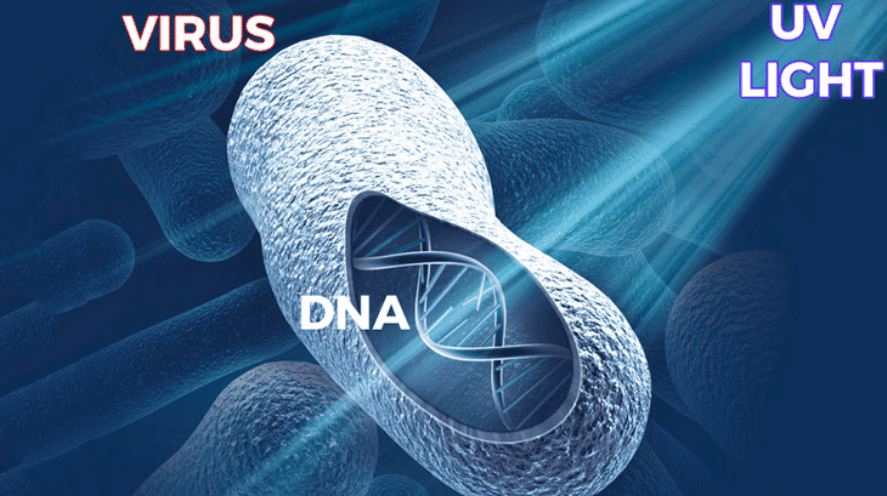 DNA under UVC